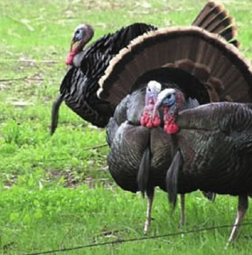 turkeys-in-field